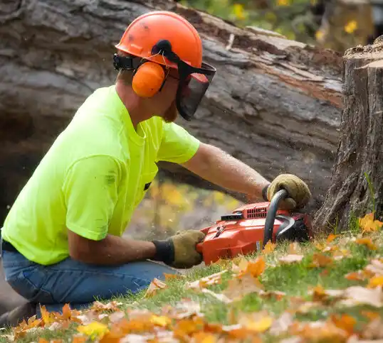 tree services Denver